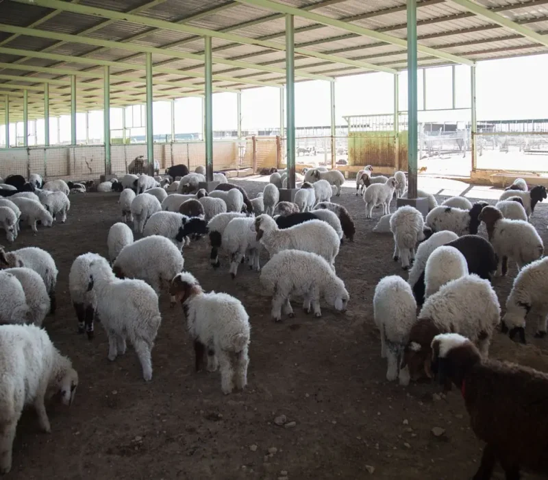 تركيب هناجر للماشية والاغنام – القرني حداد 2000